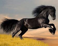 Image result for Stallion Horse Running