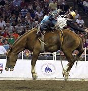Image result for Days of 47 Rodeo