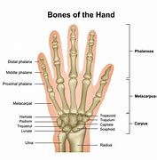 Image result for Hand Anatomie