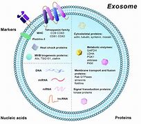 Image result for Exosome Marker