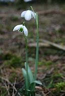 Image result for Galanthus Lavinia