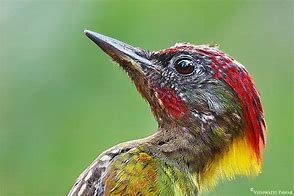 Image result for Picus chlorolophus