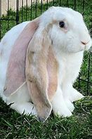 Image result for Lop Bunny