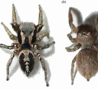 Image result for Female Jumping Spider Comapred to Male