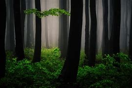 Image result for Mysterious Forest Wallpaper
