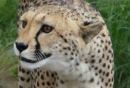 Image result for Cheetah Meow