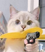 Image result for Cat Pointing Gun Meme