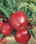Image result for Garden Delicious Apple
