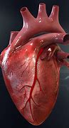 Image result for 3D Printed Human Heart