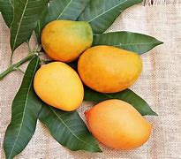 Image result for Mango