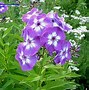 Image result for Phlox paniculata Laura