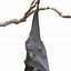 Image result for Hanging Bat Stock Images