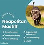 Image result for Neapolitan Mastiff Adult
