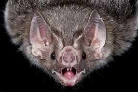 Image result for Vampire Ghost Bat