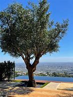 Image result for Large Artificial Trees