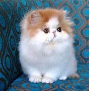 Image result for Gambar Kucing Persia