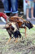 Image result for Combat Coq