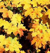 Image result for Types of Maple Leaf