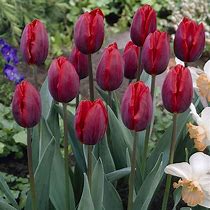 Image result for Tulipa Couleur Cardinal