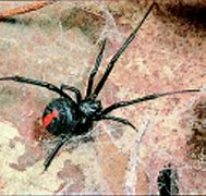 Image result for Redback Spider in Japan