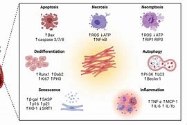 Image result for Cell Phenotype