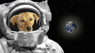 Image result for Space Dogs Sad