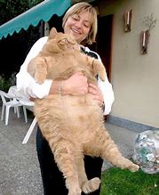 Image result for Fat Crazy Cat Lady