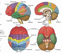 Image result for Human Brain Map