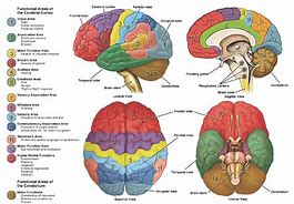 Image result for Human Brain Map Atlas