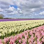Image result for Netherlands Rainbow Fields