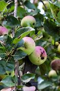 Image result for Apple Tree Leaves Turning Red