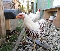 Image result for Yokohama Chicken Breeds