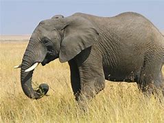 Image result for How Big Is an African Elephant