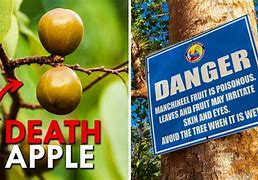 Image result for Manchineel Tree Spikes
