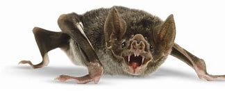 Image result for Vampire Bat with Teeth