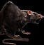 Image result for Evil Rat Brand