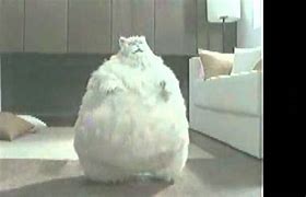Image result for World's Fattest Cat Dancing