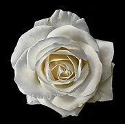 Image result for White Rose Sculpture