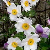 Image result for Anemone Ruffled Swan