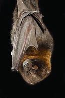 Image result for Population Graph of the Rodrigues Fruit Bat