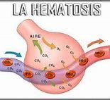 Image result for hematosis