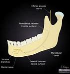 Image result for Mandible Lateral View
