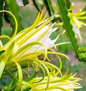 Image result for American Beauty Dragon Fruit Plant