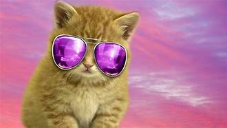 Image result for Cool Cat Screensavers