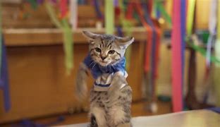 Image result for Cat House Party