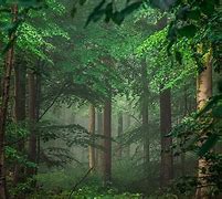 Image result for Best Windows Wallpaper 8K