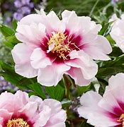 Image result for Paeonia itoh Cora Louise