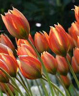 Tulipa orphanidea Flava に対する画像結果