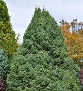 Image result for Picea omorika Nana