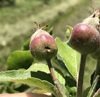 Image result for "apple-curculio"